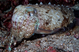 Birmanie - Mergui - 2018 - DSC03044 - Broadclub cuttlefish - Seiche - Sepia latimanus